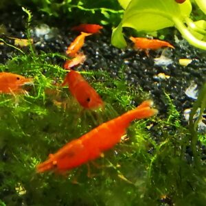 ORANGE HIGH GRADE - 1.5-2.0 CM