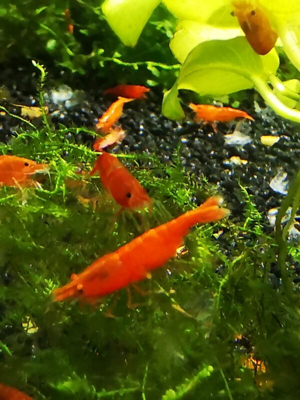 ORANGE HIGH GRADE - 1.5-2.0 CM