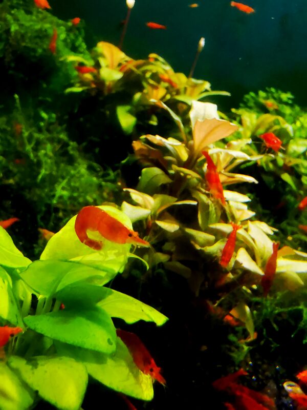 ORANGE HIGH GRADE - 1.5-2.0 CM - Image 3