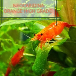 ORANGE HIGH GRADE - 1.5-2.0 CM