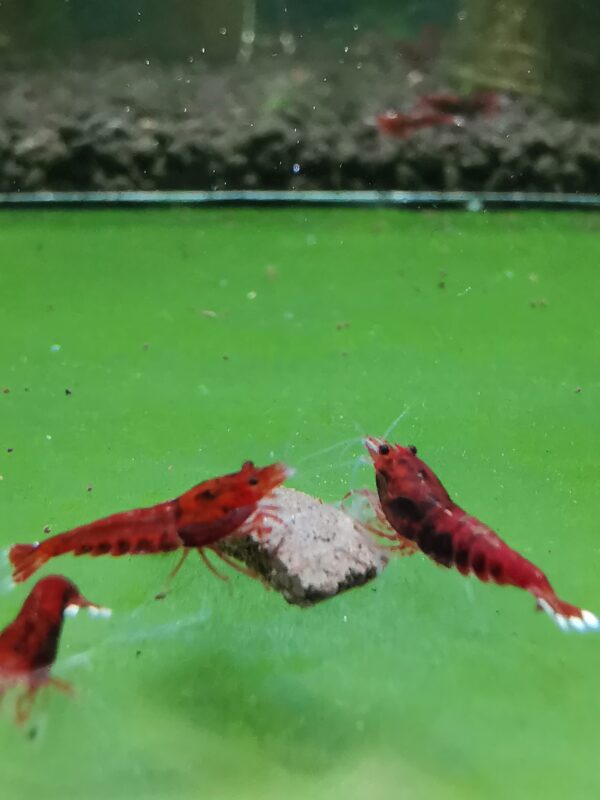 RED RUBY KING KONG EXTREME - 1.0 CM - Image 3