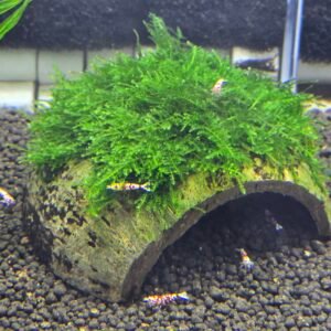 CHRISTMAS MOSS ON THE HALF OF COCONUT SHELL
