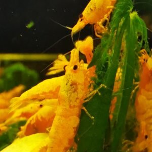 GOLDEN DREAM HIGH GRADE NEOCARIDINA - 1.5-2.0 CM PLUS 2 EXTRA FOR EACH GROUP OF 10