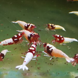 GERMAN RED HEAD SPOTTED - 1.0 CM