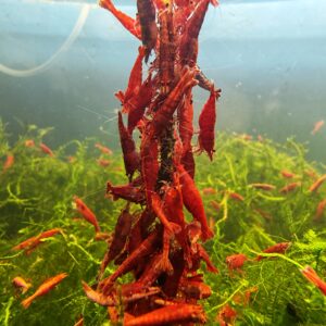 RED CHERRY ADULT - 1.5-2.0 CM PLUS 2 EXTRA TO EACH GROUP OF 10