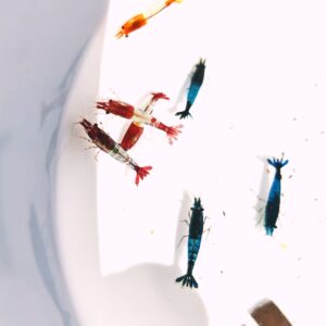 MIX OF RILI SHRIMPS ( 4 x red rili, 3 x blue rili, 3x orange rili) PLUS 2 EXTRA