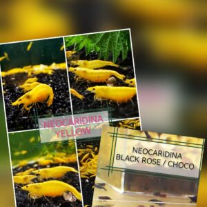 M&M PACK - NEOCARIDINA SHRIMP (MIX OF CHOCO AND YELLOW) PLUS 2 EXTRA