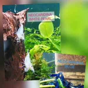SMINT PACK - NEOCARIDINA SHRIMPS (MIX OF WHITE AND BLUE) PLUS 2 EXTRA