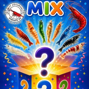 HARIBO MIX - NEOCARIDINA SHRIMPS (MIX OF 6 COLORS) PLUS 2 EXTRA