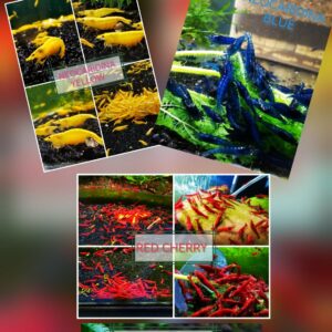 SKITTLES PACK - NEOCARIDINA SHRIMP MIX OF COLORS PLUS 2 EXTRA