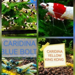 Our most popular Caridina mix of 10 (size 1cm) plus 2 EXTRA