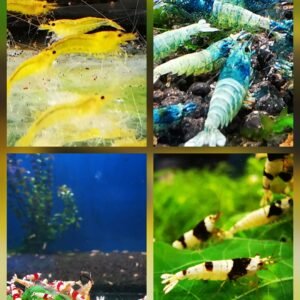 Our BESTSELLER Caridina mix of 20 (size 1cm) plus 4 EXTRA