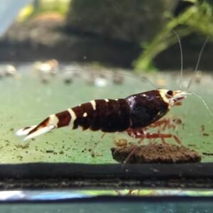 METALIC RED CARIDINA SHRIMP - 1.0 CM