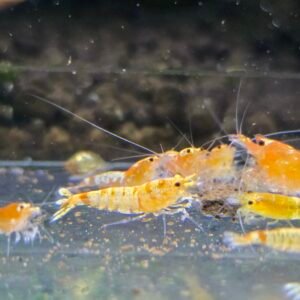 Galaxy Yellow Fishbone Caridina Shrimp - 1.0 CM