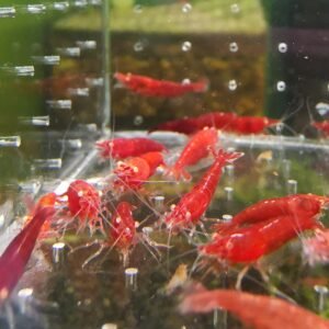 NEOCARIDINA RED ORANGE EYE ADULT - 1.5 CM