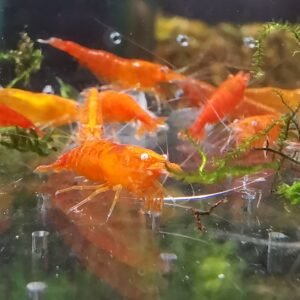 ORANGE EYE NEOCARIDINA ORANGE ADULT - 1.5 CM