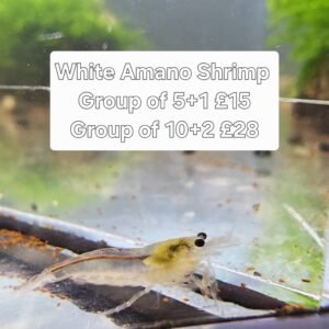 AMANO WHITE size approx 1,5-2 CM