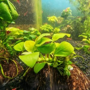 MINI ANUBIAS ON COCONUT SHELL