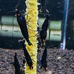 BLACK DEVIL ORANGE EYE HIGH GRADE- 1.0 CM