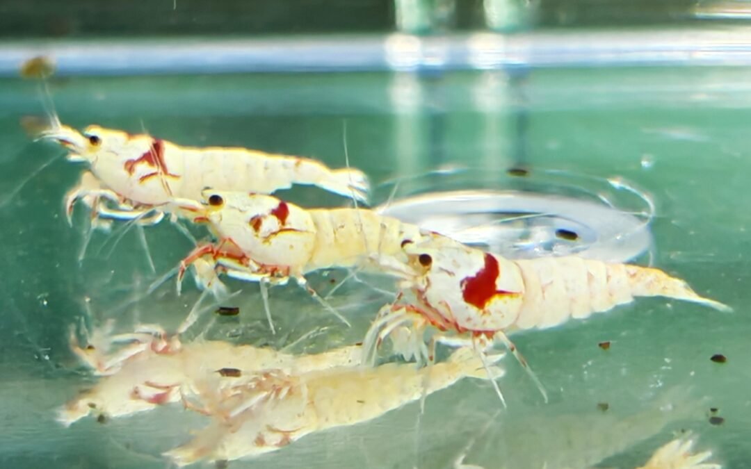 Keeping Shrimp Can Be Easy – As Long As You Know What Goes Into Your Aquarium