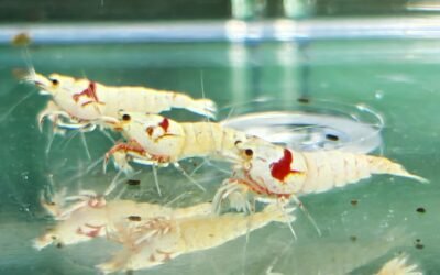 Keeping Shrimp Can Be Easy – As Long As You Know What Goes Into Your Aquarium