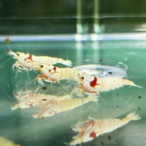 CARIDINA PRL K14 Shrimp - 1.0 CM
