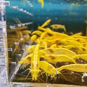 NEOCARIDINA YELLOW ORANGE EYE ADULT - 1.5 CM