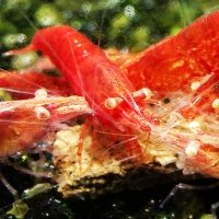 NEOCARIDINA OE