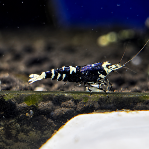 METALIC PURPLE CARIDINA SHRIMP - 1.0 CM