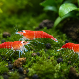 SUPER RED CRYSTAL SANTA SHRIMP EXTREME - 1.0 CM