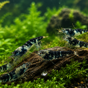 CARIDINA CALCEO BLUE DRAGON - 1.0 CM