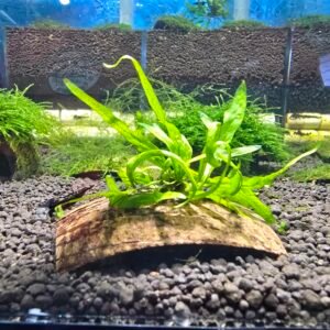 MICROSORUM TRIDENT ON COCONUT SHELL