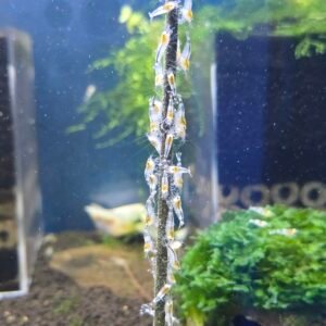 Ghost White Bee Caridina Shrimp - 1.0 CM
