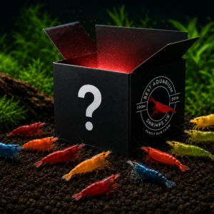 Neocaridina (1.5cm-2cm) Mystery Box 30+ Shrimp 🦐🎁