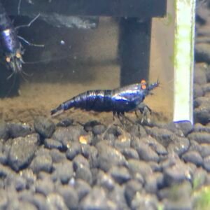 FULL METALIC PURPLE ORANGE EYE CARIDINA 1cm - 1.5cm