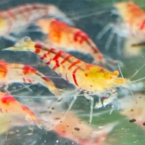 RED TIGER ORANGE EYE - 1.0 CM (2 extra for each group of 10)