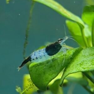 GREEN RILI - 1.5-2.0 CM (2 extra for each group of 10)