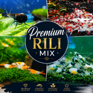 PREMIUM MIX OF RILI SHRIMPS ( 3x red rili, 3x green rili, 2x orange rili, 2x blue rili) PLUS 2 EXTRA
