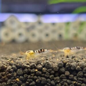 CARIDINA CALCEO BLACK DRAGON - 1.0 CM