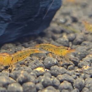Tangerine Tiger Shrimp 1.2cm - 1.5cm (2 extra for each group of 10)