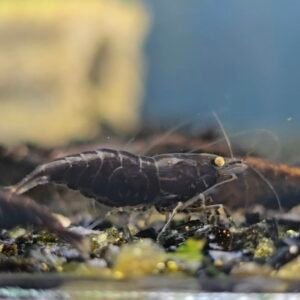 NEOCARIDINA BLACK GE (GHOST EYE) ADULT - 1.5 CM (2 extra for each group of 10)
