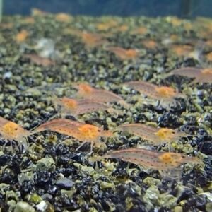 AMANO RED size approx 1,5 CM (2 extra for each group of 10)