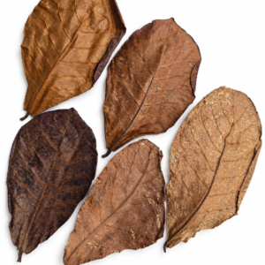 Catappa Leaves – Indian Almond Leaves for Shrimp & Aquariums – 5 Pack (Mixed M/L)