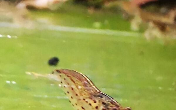 AMANO – ALGAE EATERS approx 2 CM PLUS 2 EXTRA - obrazek 2