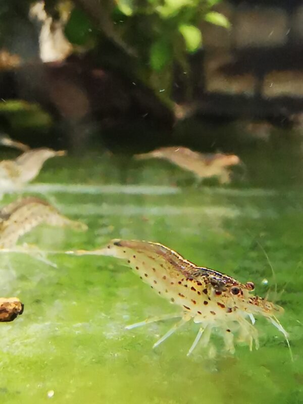 AMANO – ALGAE EATERS approx 2 CM PLUS 2 EXTRA